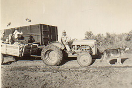 Homer Leo Koonce, hauling a load of cotton, accompanied by his ever-present dog. Picture taken in Ma