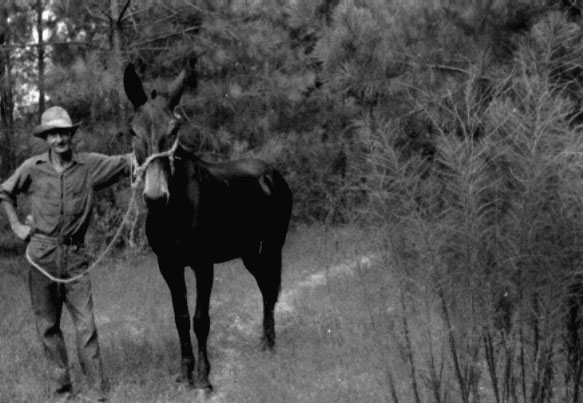 Snow Koonce with his mule. Photo taken Feb 1955 in Jonesboro, Jackson Parish, Louisiana.<br>Source: 